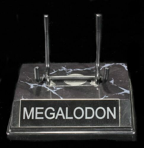 Custom "Megalodon" Display Stand - For Teeth 4 1/2"+ - Photo 1